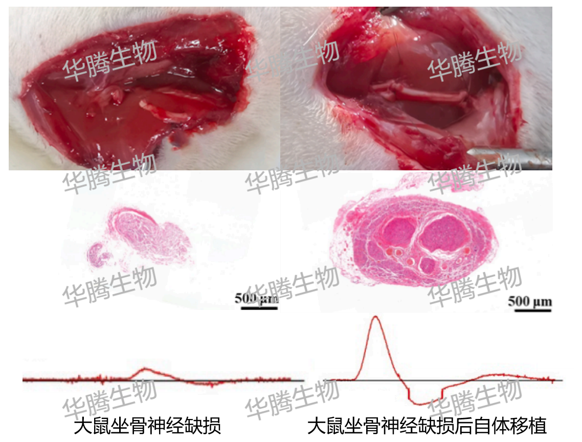 大鼠坐骨神经损伤/坐骨神经损伤修复/周围神经损伤模型/神经导管修复动物模型